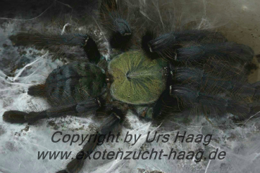 Cyriopagopus spec. "Valhalla", Spiderling